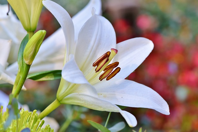 white lily