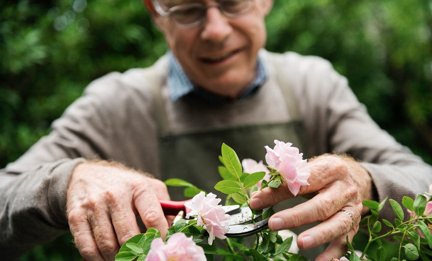 Older Gentleman Cutting Flowers in Garden