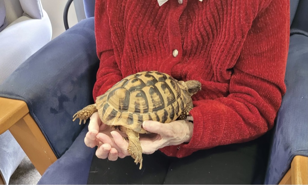 Resident Holding Tortoise