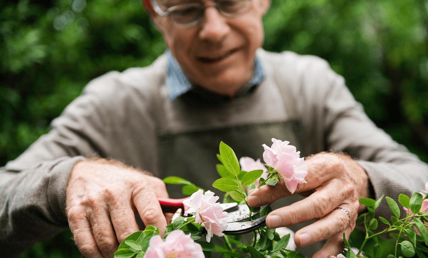 elderly man pruning roses in a garden
