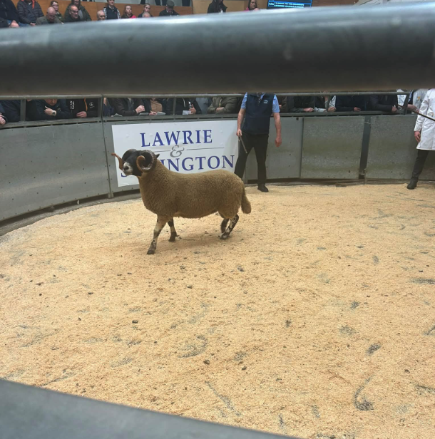 cattle running around