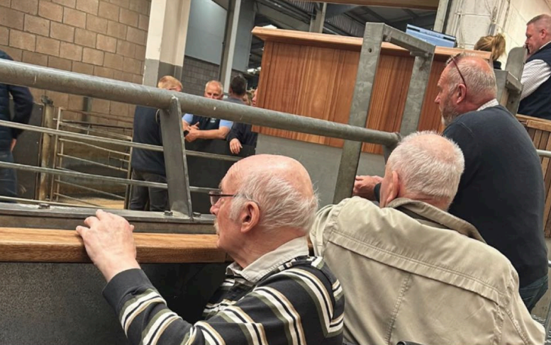 residents viewing cattle